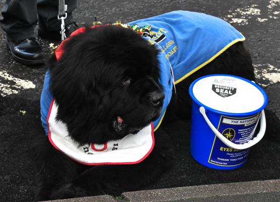 NCI Mablethorpe mascot Harry taking his collecting very seriously
