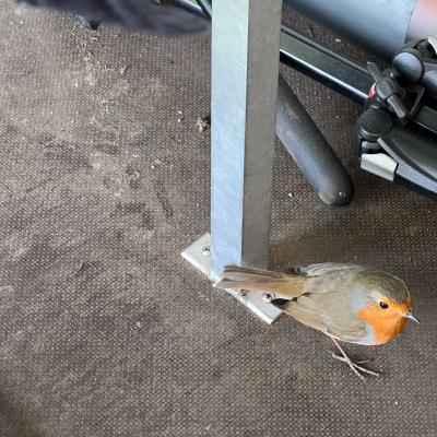 Wild robin inside NCI Stone Point station
