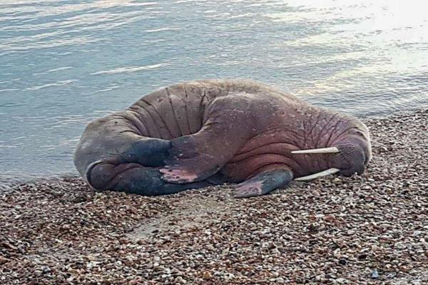 Walrus on Calshot Beach