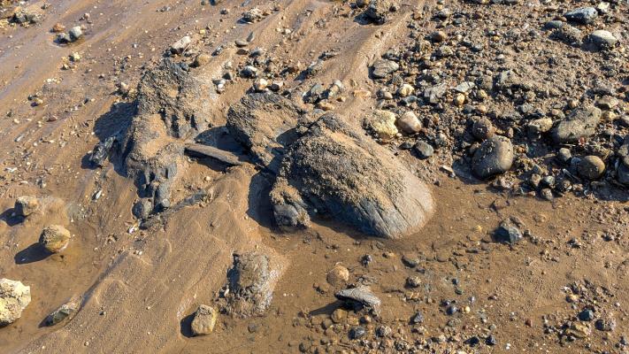 The ancient forest stumps on the beach are often revealed on a spring low tide